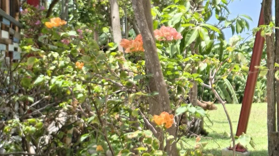 Green leaves and garden plants